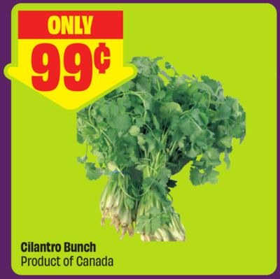 Cilantro Bunch Product of Canada