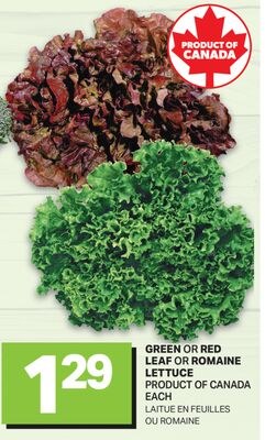 GREEN OR RED LEAF OR ROMAINE LETTUCE / LAITUE E…