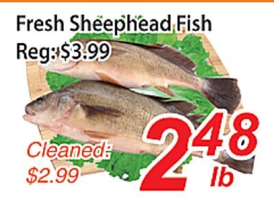 Fresh Sheephead Fish