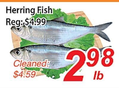 Herring Fish