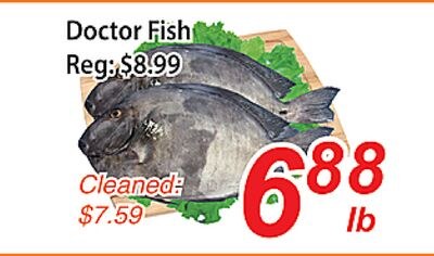 Doctor Fish