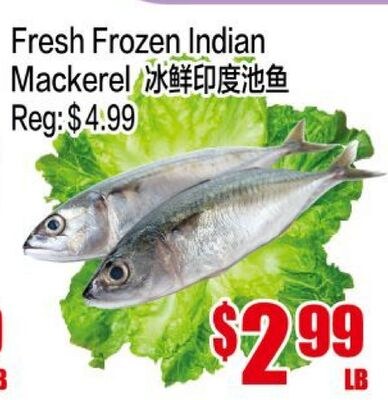 Fresh Frozen Indian Mackerel