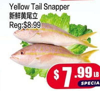 Yellow Tail Snapper