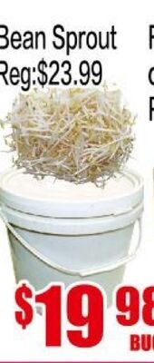 Bean Sprout