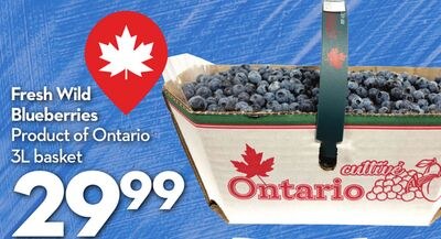 Fresh Wild Blueberries