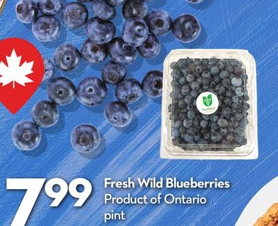 Fresh Wild Blueberries