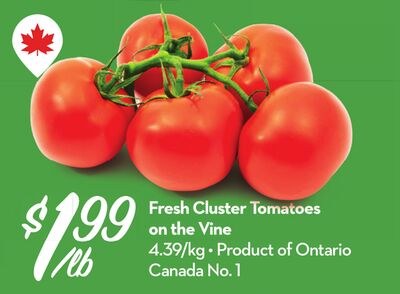 Fresh Cluster Tomatoes on the Vine