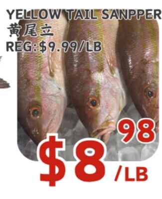 YELLOW TAIL SANPPER
