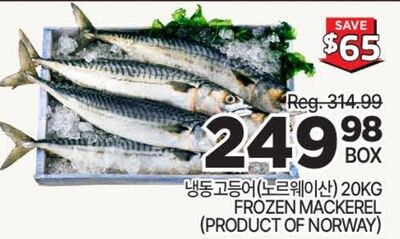 FROZEN MACKEREL
