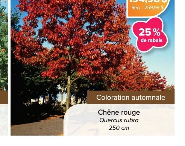 Chêne rouge Quercus rubra