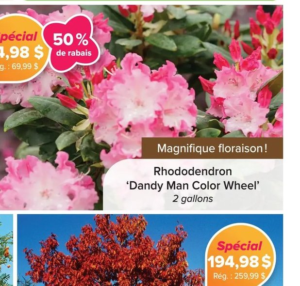 Rhododendron 'Dandy Man Color Wheel'
