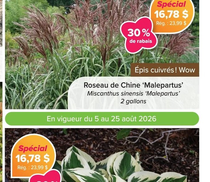 Roseau de Chine 'Malepartus'