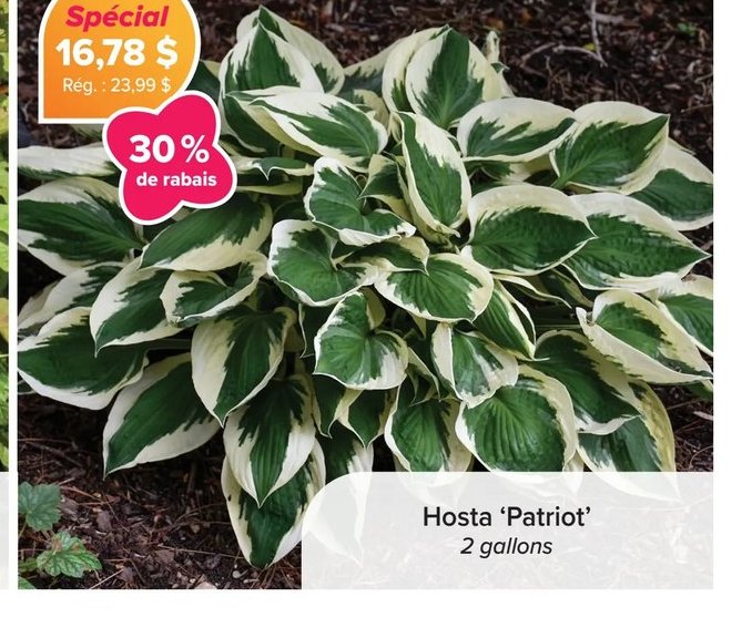 Hosta 'Patriot'