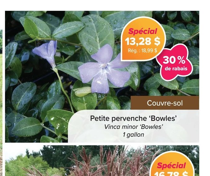 Petite pervenche 'Bowles'