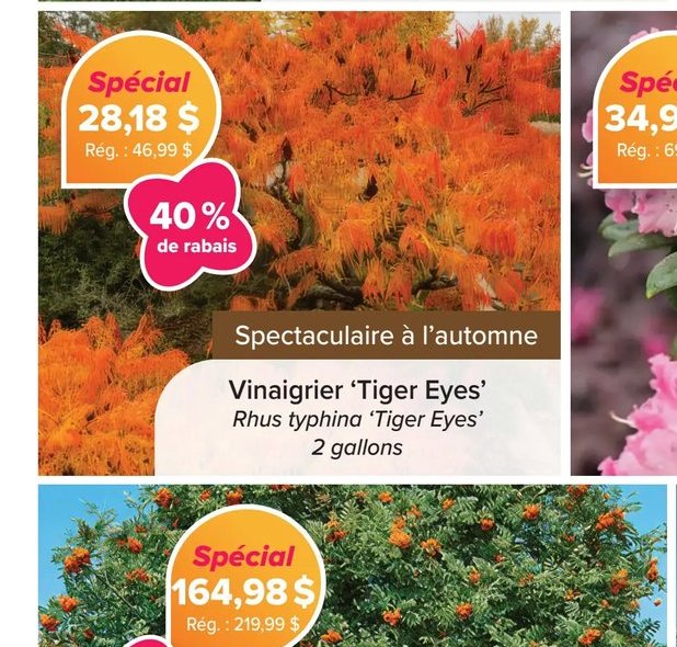 Vinaigrier 'Tiger Eyes' Rhus typhina 'Tiger Eye…