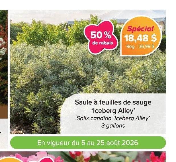 Saule à feuilles de sauge 'Iceberg Alley' Salix…