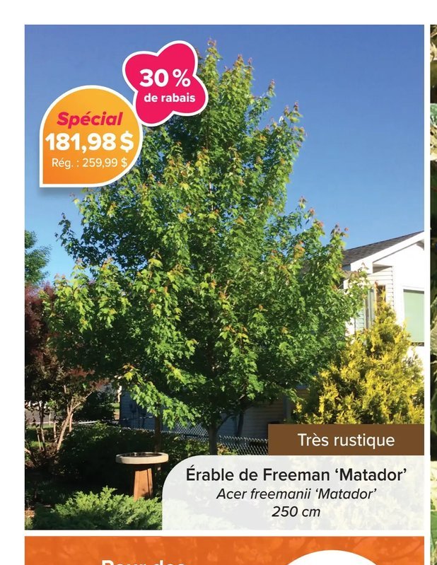 Érable de Freeman 'Matador'