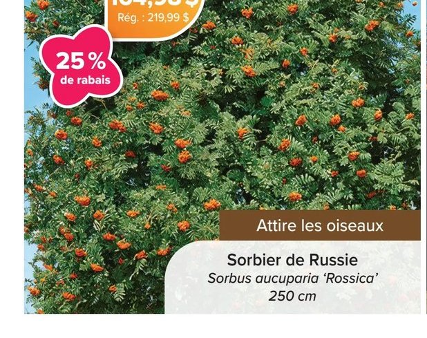 Sorbier de Russie Sorbus aucuparia 'Rossica'