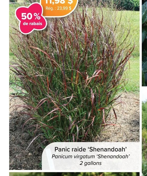 Panic raide 'Shenandoah'