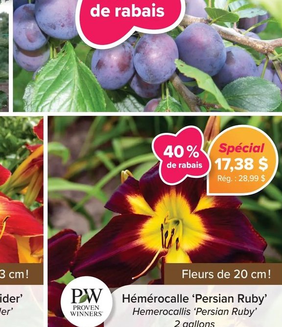 Hémérocalle 'Persian Ruby'