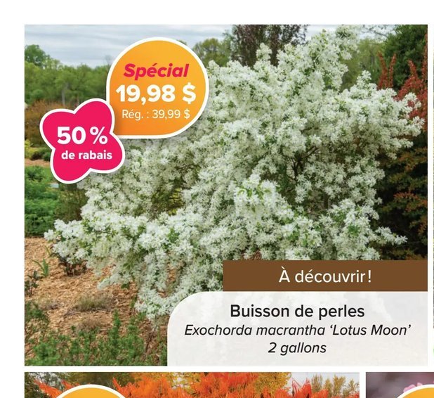 Buisson de perles Exochorda macrantha 'Lotus Mo…