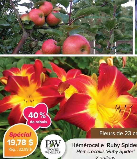 Hémérocalle 'Ruby Spider'