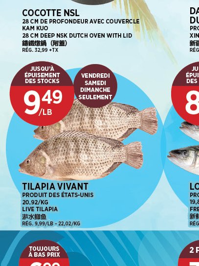 TILAPIA VIVANT