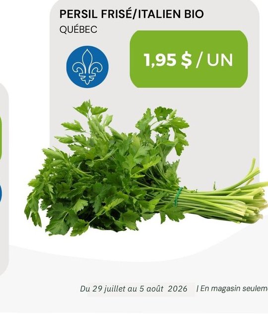 Persil Frisé/Italien Bio