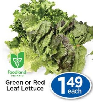 Green or Red Leaf Lettuce