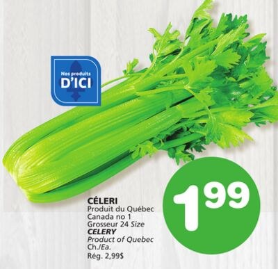 CELERY