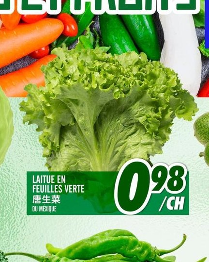 LAITUE EN FEUILLES VERTE
