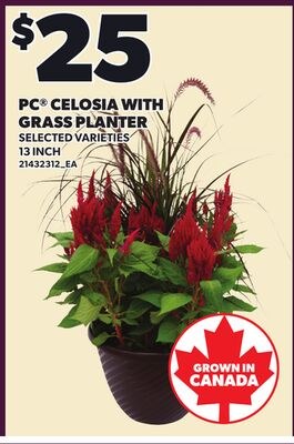 PC® CELOSIA WITH GRASS PLANTER, 13 INCH