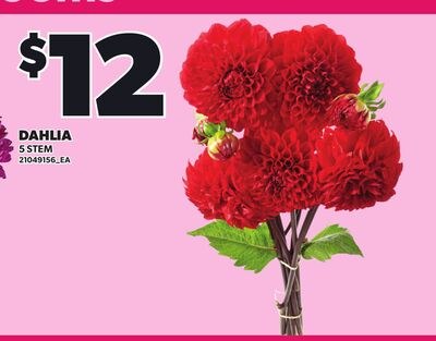 DAHLIA, 5 STEM