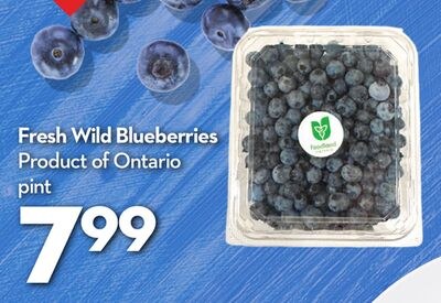 Fresh Wild Blueberries