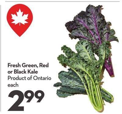 Fresh Green, Red or Black Kale