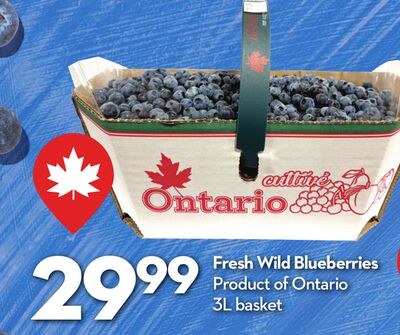 Fresh Wild Blueberries