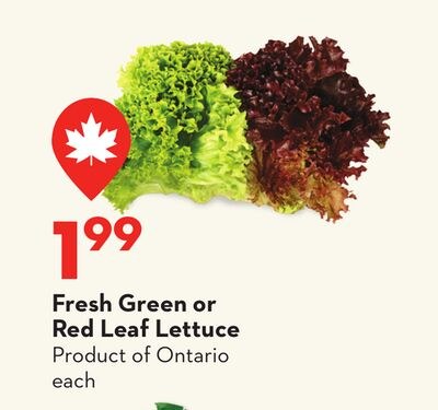 Fresh Green or Red Leaf Lettuce