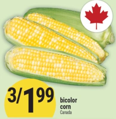 bicolor corn