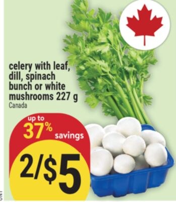 celery with leaf, dill, spinach bunch or white …