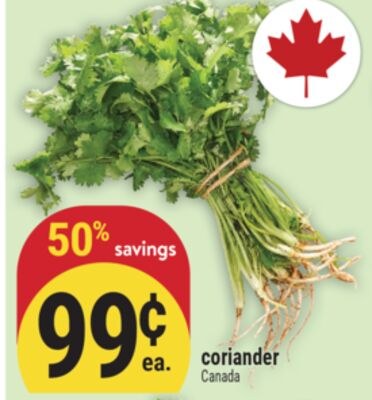 CORIANDER