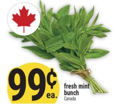 fresh mint bunch