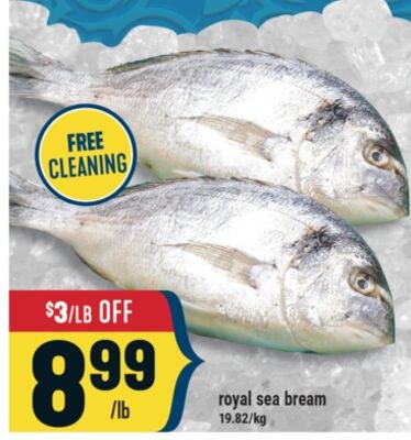 royal sea bream