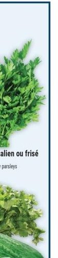 Persil italien ou frisé
