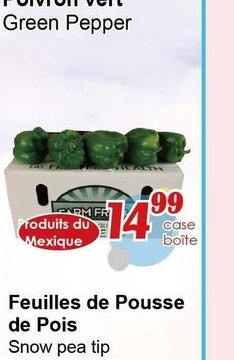 Brocolis Couronne Crown Broccoli