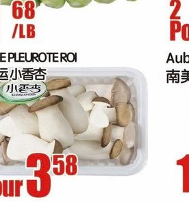 YOU HE PLEUROTE ROI
