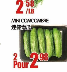 MINI CONCOMBRE