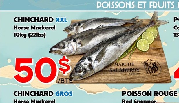 CHINCHARD XXL Horse Mackerel