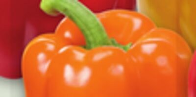 LARGE RED, ORANGE OR YELLOW SWEET PEPPERS | GRO…