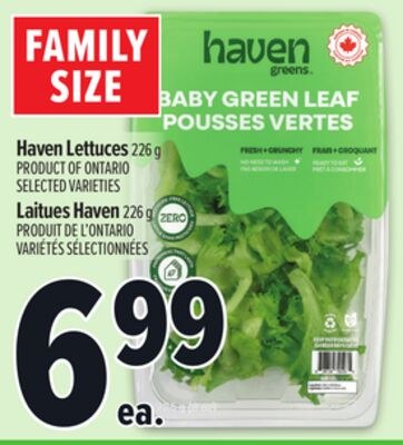 HAVEN LETTUCES| LAITUES HAVEN
