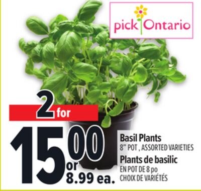 BASIL PLANTS | PLANTS DE BASILIC